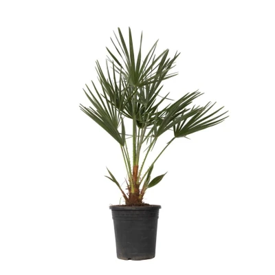 Afbeelding van Chamaerops Humilis Europese Dwergpalm Pot 21cm Hoogte 70 80cm