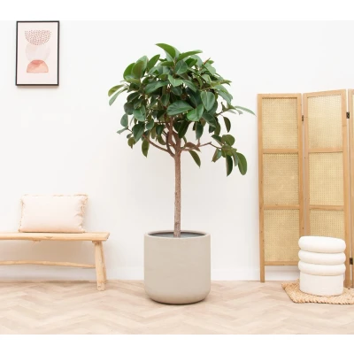 Afbeelding van Ficus Elastica Robusta op stam 190cm