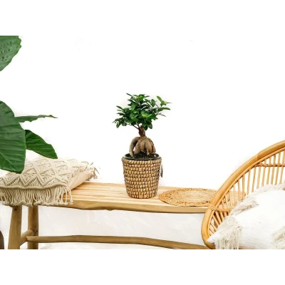 Afbeelding van Ficus Microcarpa Ginseng 40cm