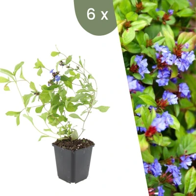Afbeelding van Plants by Frank 6 loodkruid planten Ceratostigma plumbaginoides Winterharde bodembedekker tuinplanten vaste meerjarig