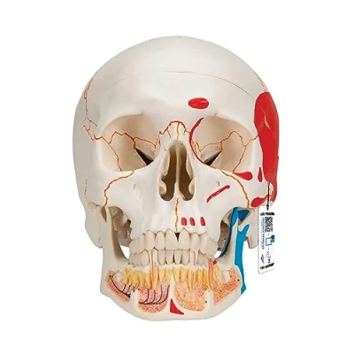 Afbeelding van 3B Scientific Menselijke anatomie A22/1 klassiek schedelmodel met open onderkaak magnetische verbindingen, beschilderd, 3 delig + gratis anatomiesoftware Smart Anatomy