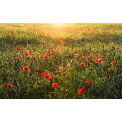 Afbeelding van Komar Vliesbehang Poppy World (9 stuks)