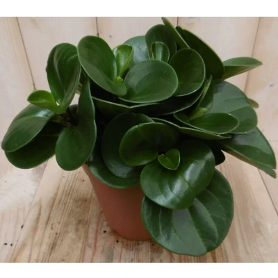 Afbeelding van 2 stuks! Peperomia obtusifolia groen Warentuin Natuurlijk