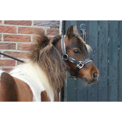 Afbeelding van MHS Leren Halster &quot;Two Tone&quot; Shetland Zwart Wit