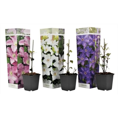 Afbeelding van Plant in a Box Mix van 3 Clematis hybrid &#039;Mme Le Coultre&#039;, &#039;Hagley Hybrid&#039;, &#039;Polish Spirit&#039; Pot 9cm Hoogte 25 40cm