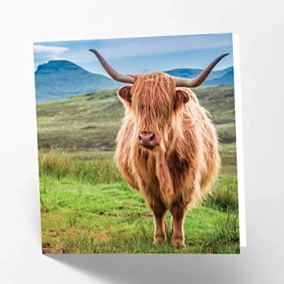 Afbeelding van Maturi Lege wenskaart met Highland Cow Image