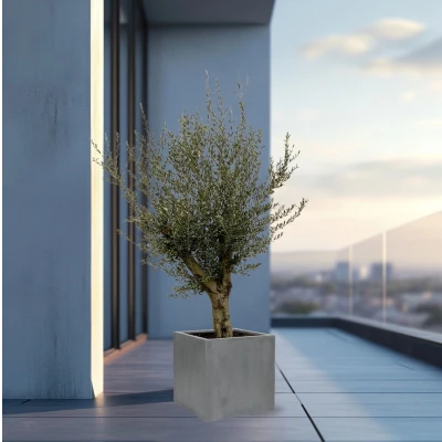 Afbeelding van Olijfboom Olea Europaea Lorc vertakt inclusief pot Block 225cm