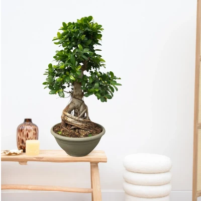 Afbeelding van Ficus Microcarpa Ginseng 85 cm