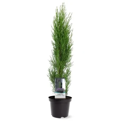 Afbeelding van Cupressus sempervirens Totem 40 50 cm Conifeer Warentuin natuurlijk