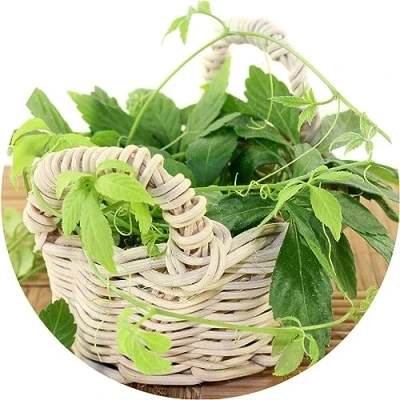 Afbeelding van Jiaogulan/Gynostemma pentaphyllum/Herb of Onsterfelijkheid/50 zaden