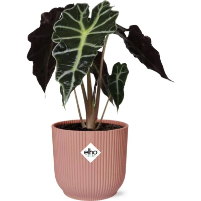 Afbeelding van Plantenboetiek.nl Alocasia ‘Polly’ in ELHO Vibes Fold roze Kamerplant Hoogte 45cm Potmaat 14cm