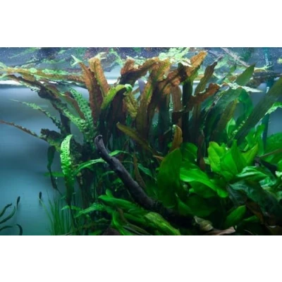 Afbeelding van AquaOne aquariumplant, Cryptocoryne usteriana, middelgrond, waterplant, rozet, volledig geworteld, eenvoudig aquascaping decoratie