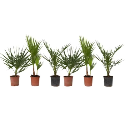 Afbeelding van Buiten Palmbomen Mix van 6 planten Pot 15cm Hoogte 50 70cm