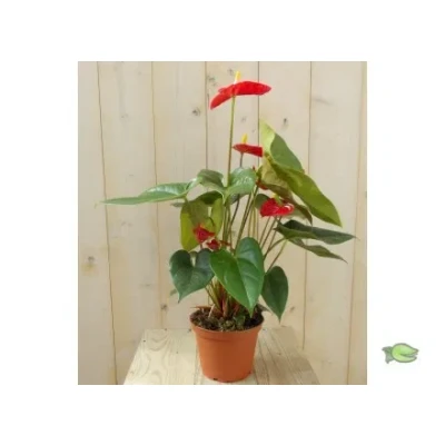 Afbeelding van Flamingoplant Anthurium rood 60 cm Warentuin Natuurlijk