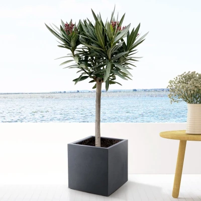 Afbeelding van Nerium oleander inclusief 40x40 Grigo Cube Antique White 190cm