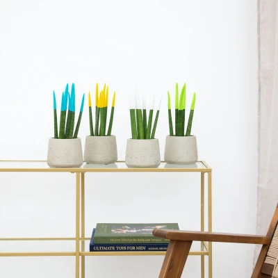 Afbeelding van Sansevieria VELVET TOUCHZ Lichtblauw Geel Wit Groen
