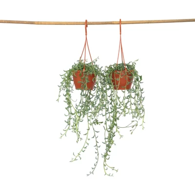 Afbeelding van Senecio Peregrinus Set van 2 Pot 12cm Hoogte 10 20cm