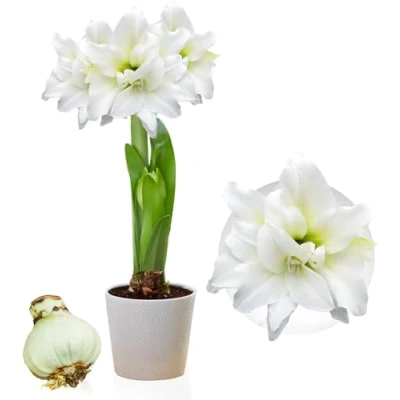 Afbeelding van Dutch Bulbs Amaryllis Bol Double White Bloembollen 1 stuk Wit Bloem bollen