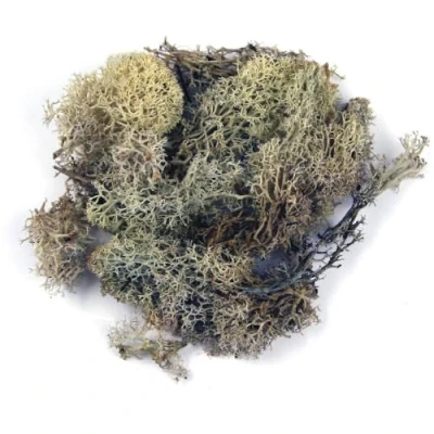 Afbeelding van Rayher 8500331 IJslands mos, naturel, Btl. 1 kg, echt natuurlijk mos (IJsland), geconserveerd, gereinigd, om te knutselen, decoratief voor Pasen, Kerstmis, modelbouw
