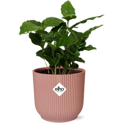 Afbeelding van Plantenboetiek.nl Coffea Arabica in ELHO Vibes Fold roze Kamerplant Hoogte 25cm Potmaat 14cm