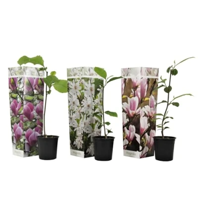 Afbeelding van Magnolia Mix van 3 Susan, soulangeana, stellata Pot 9cm Hoogte 25 40cm