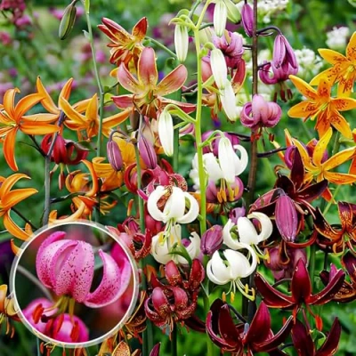 Afbeelding van Dutch Bulbs Lelie &#039;Martagon&#039; Bloembollen 10 stuks Meerkleurig