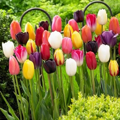 Afbeelding van Dutch Bulbs Tulpen &#039;Darwin Hybrid&#039; Bloembollen 25 stuks Meerkleurig