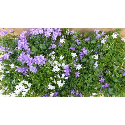 Afbeelding van Campanula klokjesbloem toeter bloem 10 stuks in tray kleur mix Warentuin natuurlijk