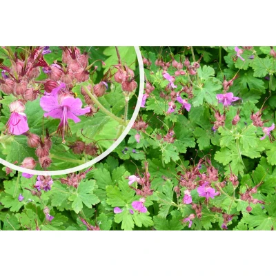 Afbeelding van Ooievaarsbek Geranium macrorrhizum &#039;Czakor&#039;
