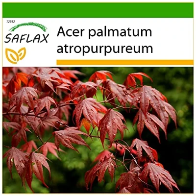 Afbeelding van SAFLAX Rode Japanse Esdoorn 20 Zaden Met potgrond voor een betere teelt Acer palmatum