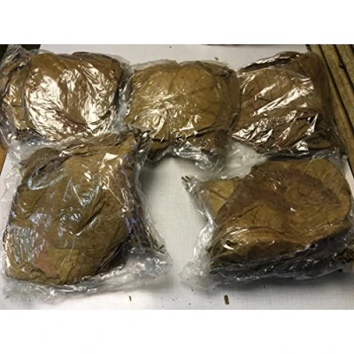 Afbeelding van garnelenshop24de Zeemandelboombladeren 1 kilogram 25 cm Terminalia Catappa Leaves Indian Almond