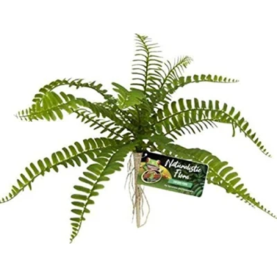 Afbeelding van Zoo Med Terrariumplant Varen Sword Fern