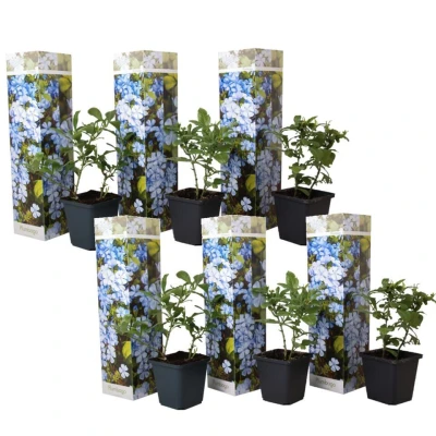Afbeelding van Plumbago auriculata Set van 6 Klimpant bloeiend Pot 9cm Hoogte 25 40cm