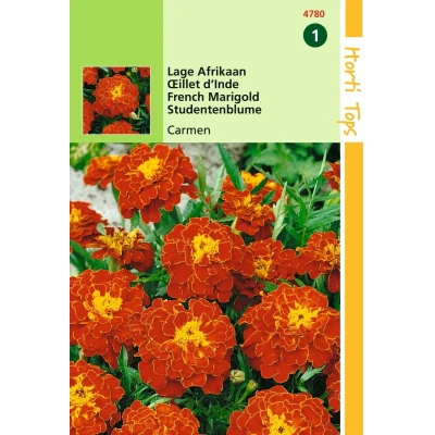 Afbeelding van 2 stuks Tagetes patula nana Carmen