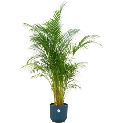 Afbeelding van Areca palm + elho Vibes Fold Round