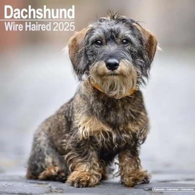Afbeelding van Dachshunds Wirehaired Kalender 2025