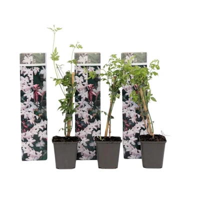 Afbeelding van Jasminoides Officinale Set van 3 Wit Jasmijn Pot 9cm Hoogte 25 40cm