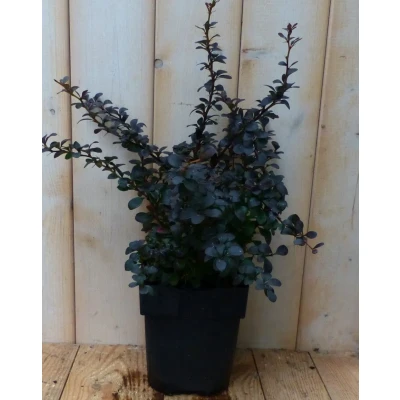 Afbeelding van Berberis Rood 30 cm Warentuin Natuurlijk