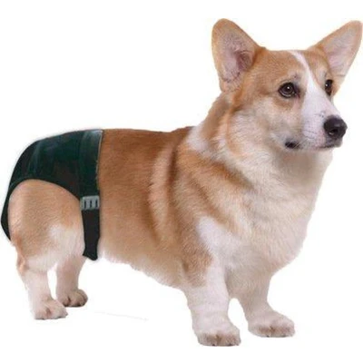 Afbeelding van Pawise Dog Pant (Loopsheidbroekje) 2