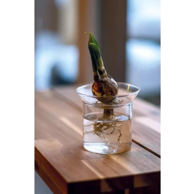 Afbeelding van Kiemvaas Glas L Esschert Design