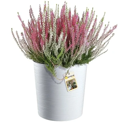 Afbeelding van KADAX bloempot met houtspaanders, elegante inzet, pot, tuinkom, bloembak, bloempotbescherming voor woonkamer, kantoor, ? 30 cm, wit