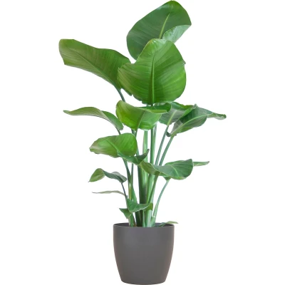 Afbeelding van Plantenboetiek.nl Strelitzia Nicolai met Viber pot grijs Ø21cm 80cm hoog Kamerplant Groenblijvend