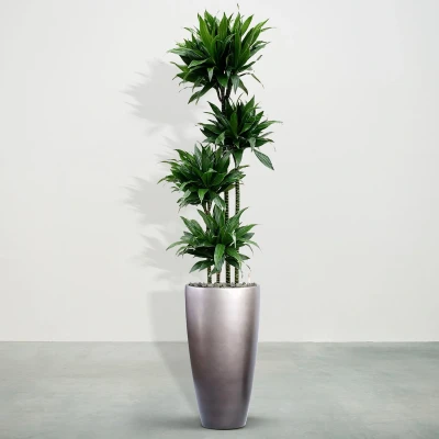 Afbeelding van Combideal Dracaena Green Jewel inclusief zelfwaterende pot Mace Matt Coffee S 230cm
