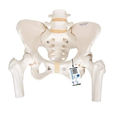 Afbeelding van 3B Scientific Vrouwelijk bekkenskelet met beweegbare dijbeenkoppen + gratis anatomiesoftware slimme anatomie A62