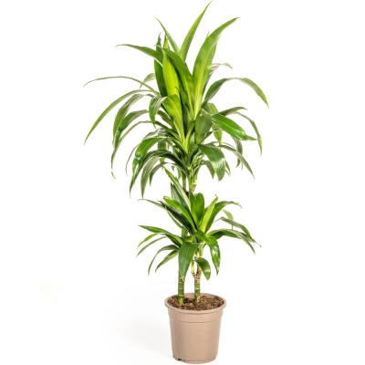 Afbeelding van Plantenboetiek.nl Dracaena Deremensis Lisa Ø19cm 80cm hoog Kamerplant Groenblijvend