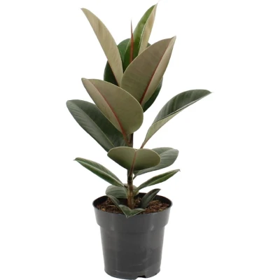 Afbeelding van Plantenboetiek.nl Ficus Elastica Robusta Kamerplant Hoogte 55cm Potmaat 17cm