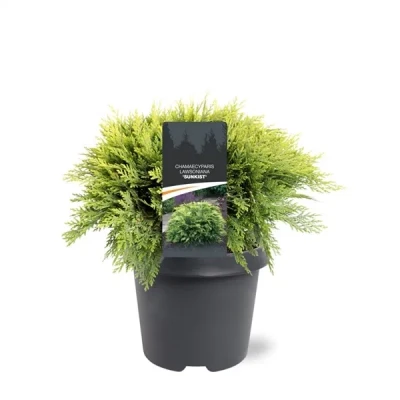 Afbeelding van Chamaecyparis law. Sunkist 30 40 cm Conifeer Warentuin Natuurlijk