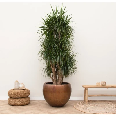 Afbeelding van Dracaena Marginata vertakt XXL 225cm