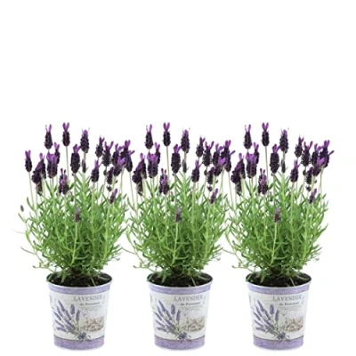 Afbeelding van Plants by Frank Set van 3 Franse lavendelplanten in sierpot &#039;Deluxe&#039; x Lavandula stoechas Anouk® 13 cm pot Lavendelplant Vers de kwekerij Geleverd
