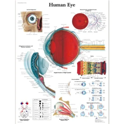 Afbeelding van 3B Scientific Menselijke Anatomie Ooggrafiek, Gelamineerde Versie